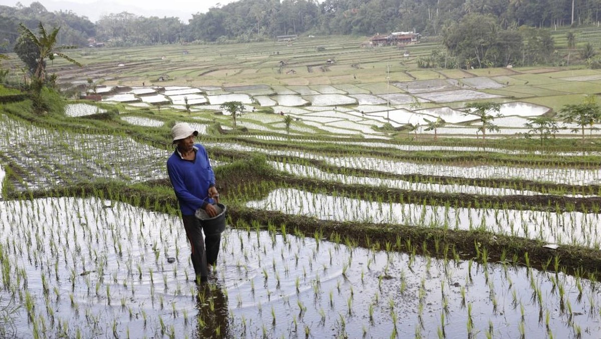 Geger! Petani Temukan Emas 16 Kg saat Kerja di Sawah