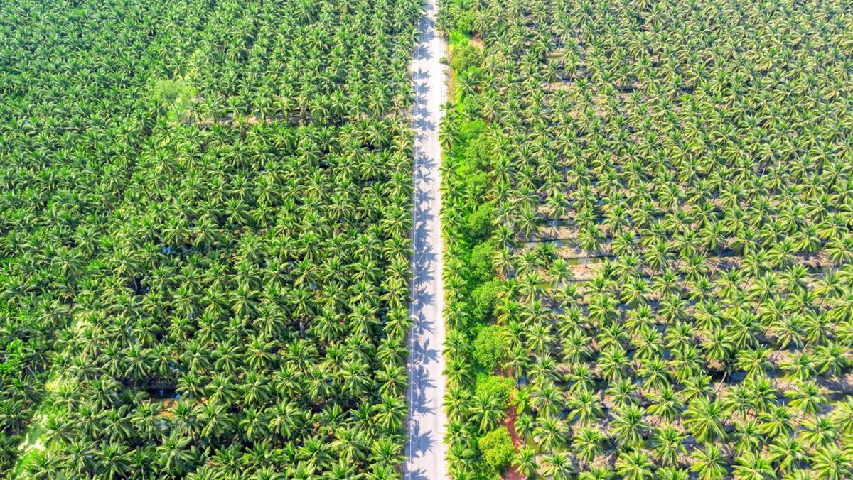 Habis Dicaplok Raksasa Korea, 3 Direktur SGRO Kompak Resign