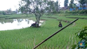 Bupati Cianjur Bergelimang Harta, Rakyat Jadi Korban Tanam Paksa