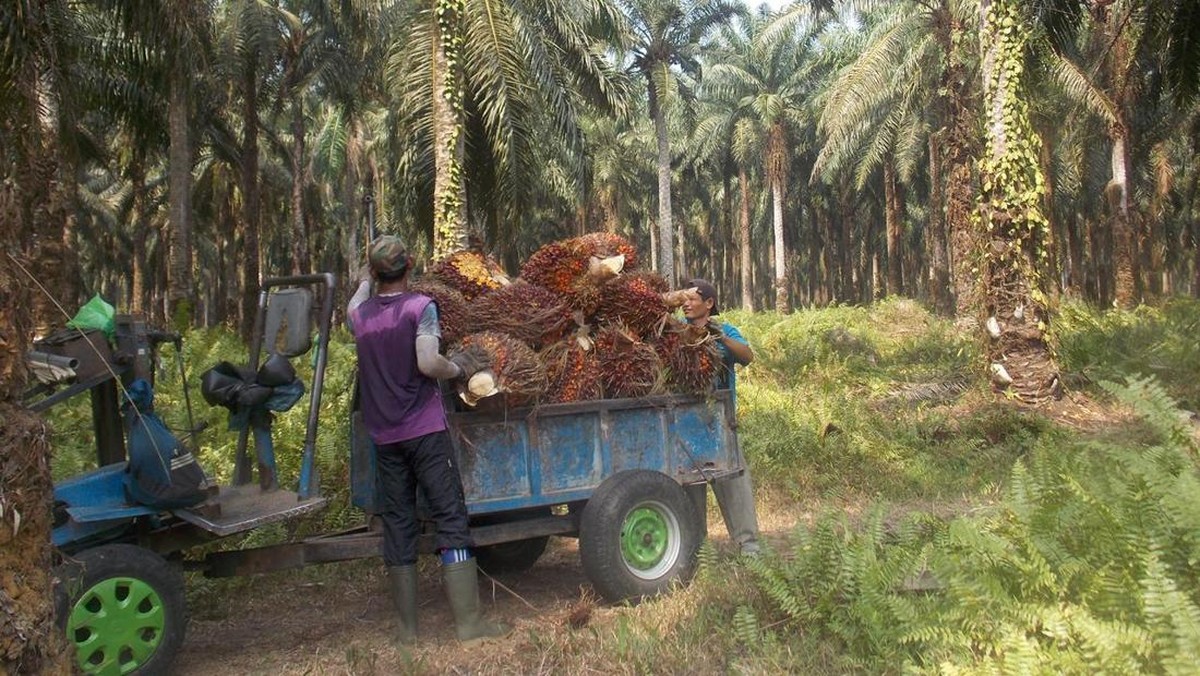 Petani Kelapa Sawit RI Menangis, Ada Bencana Depan Mata