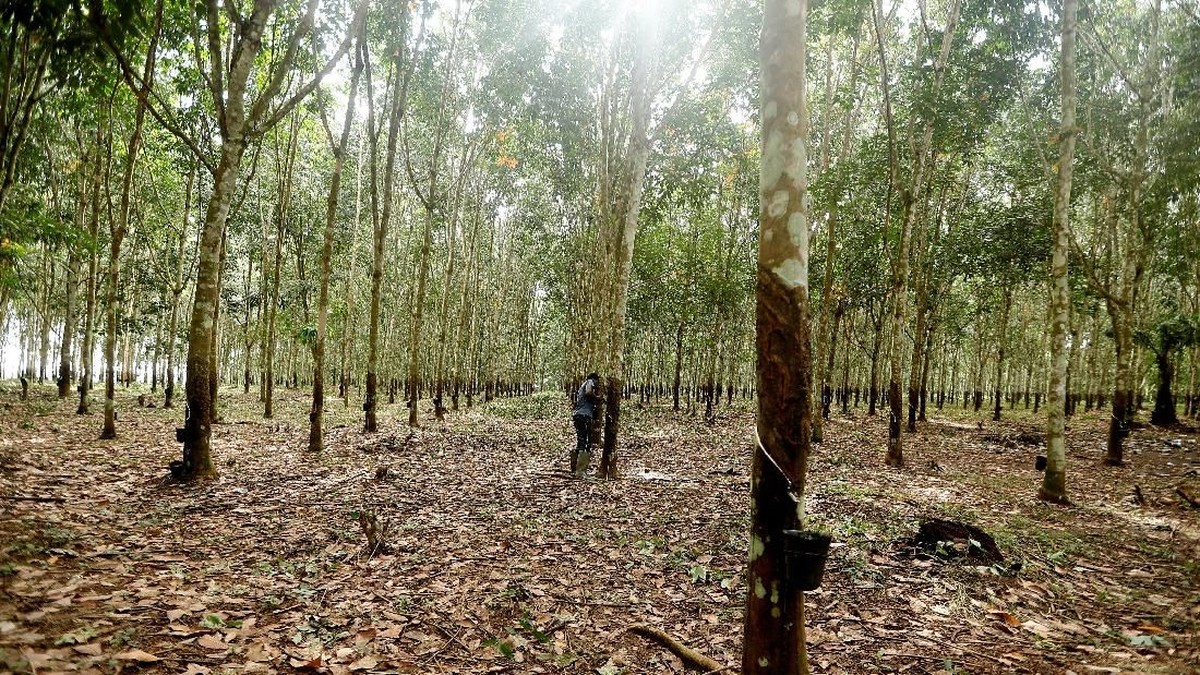 Emiten Grup Bakrie UNSP Akui Ada Potensi Hukum Akibat Karhutla
