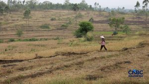 Petani di Jawa Tengah Temukan Emas 16 Kg di Sawah, Begini Nasibnya
