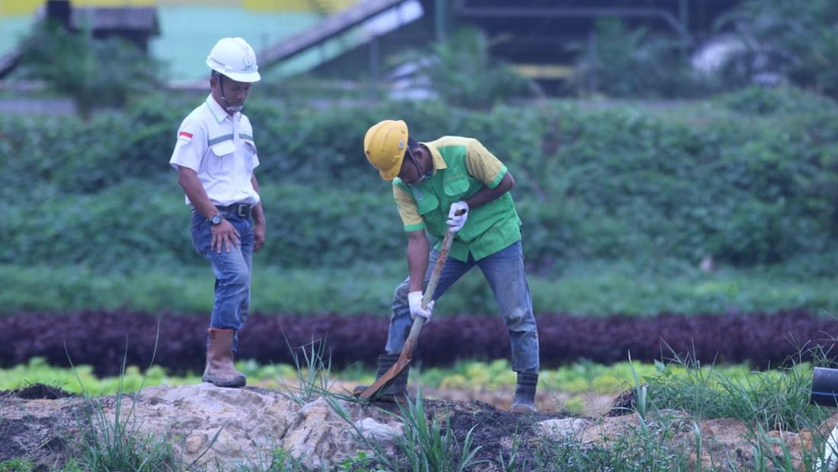 100% Kebun Sawit di Kalteng, MKTR Klaim Operasi Tetap Normal