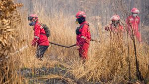Bumitama dan First Resources Bantah Laporan Greenpeace Soal Karhutla